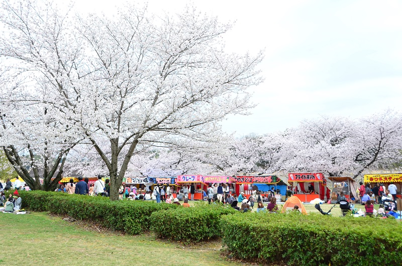 刈谷桜まつり 北の名所 洲原公園 いいじゃん刈谷 刈谷市観光協会公式ホームページ